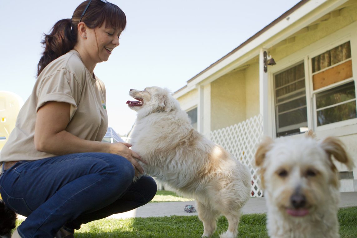 Is Acupuncture Right for Your Dog?