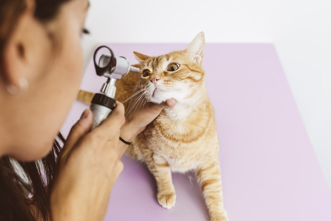 Pet First Aid Tips: Preparing for an Emergency Trip to the Vet