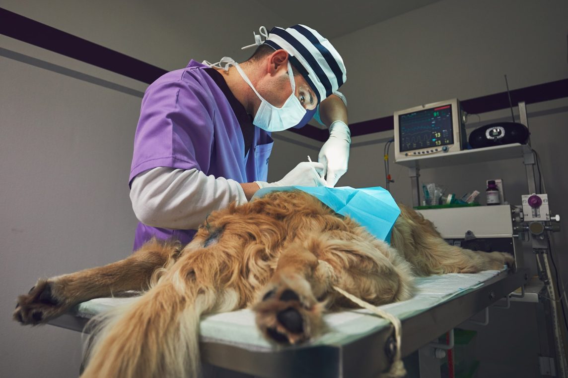 Caring for Your Dog or Cat After Surgery